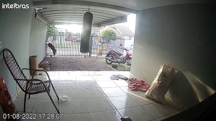 Dog Scales Fence to Go on Solo Walk