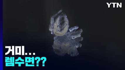 거미 꿈꾸는 듯한 동작 포착!...동물 렘수면 연구 진일보 / YTN
