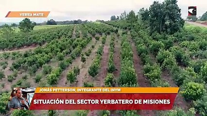 Situación del sector yerbatero de Misiones