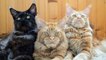 Maine Coon Boss Cat and His Bodyguards