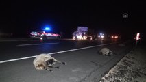 Şanlıurfa haberi! ŞANLIURFA - Koyun sürüsüne çarpan otomobilde 2 kişi yaralandı