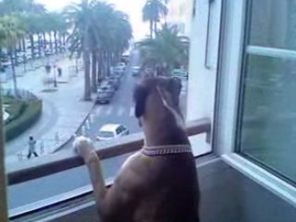 Chien Criant à la Sirène