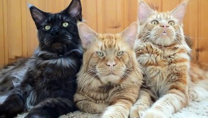 Maine Coon Boss Cat and His Bodyguards