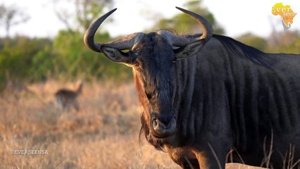 Will the Mbiri LION CUBS survive_