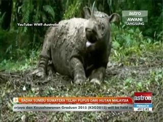 Badak sumbu Sumatera telah pupus dari hutan Malaysia