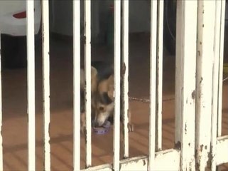 Penghapusan anjing liar tidak wajar - PAWS