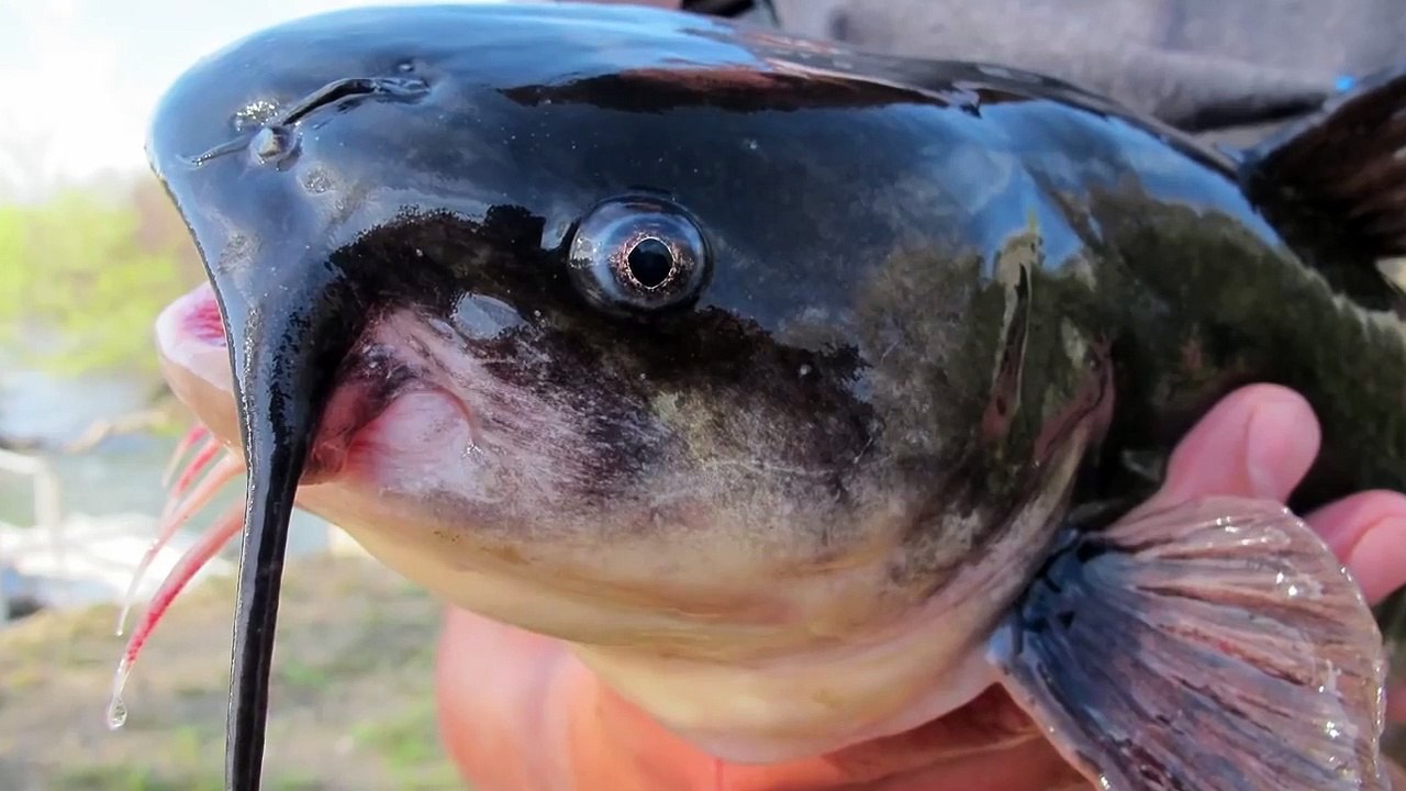 15 Shocking Fishing Moments Caught On Camera ! - video Dailymotion