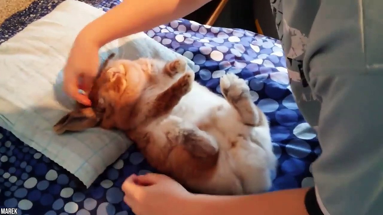 15 Things That Hypnotize Every Animal