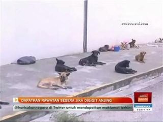 Dapatkan rawatan segera jika digigit anjing