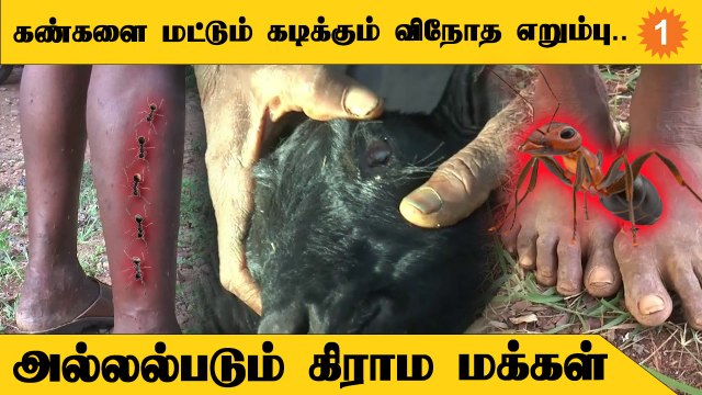 கிராமங்களில் பரவும் விநோத எறும்பு *TamilNadu | Oneindia Tamil