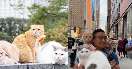 Ces trois chats voyagent dans le monde entier avec leur maître et deviennent des stars du Web