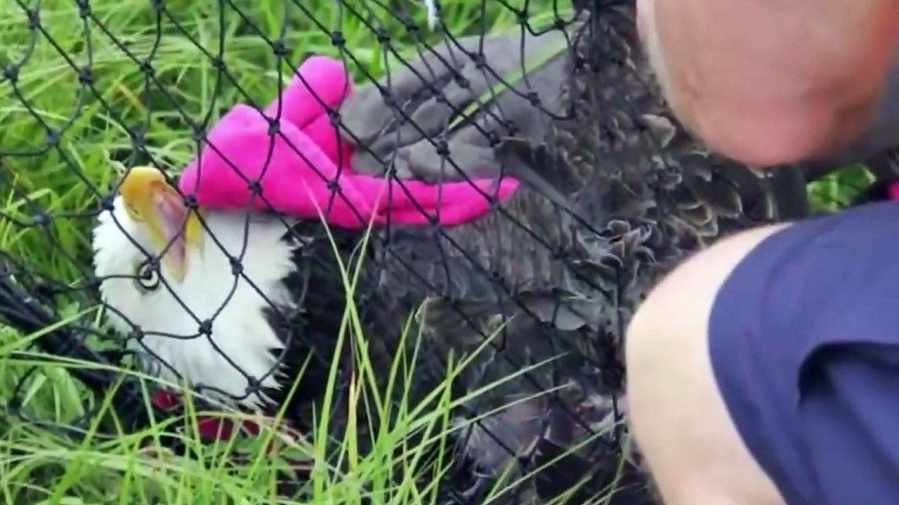 15 Animals That Asked People For Help#2
