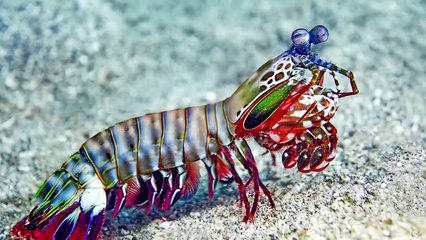 15 Terrifying Animals You Wouldn’t Want to Encounter