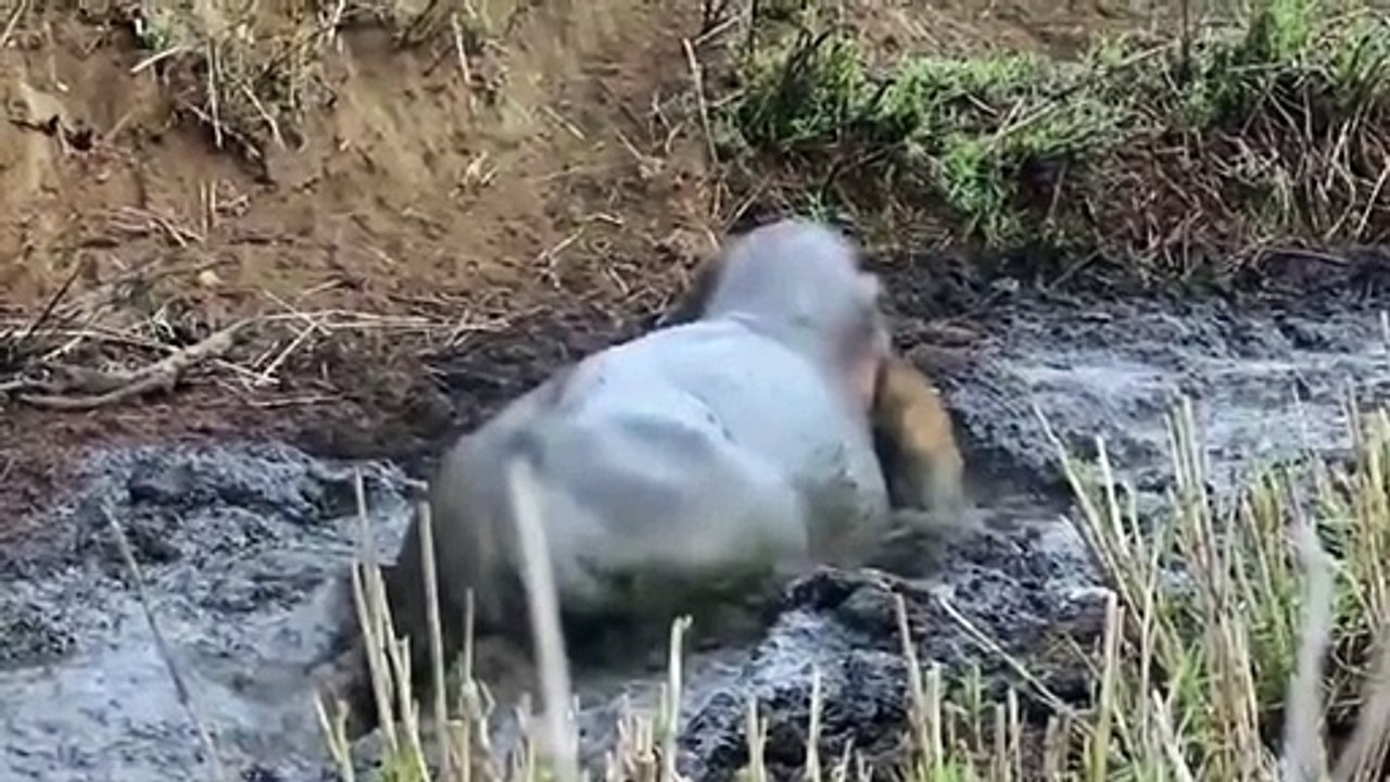 15 Wild Animal Confrontations (2)