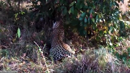 15 Animals That Could Defeat A Python