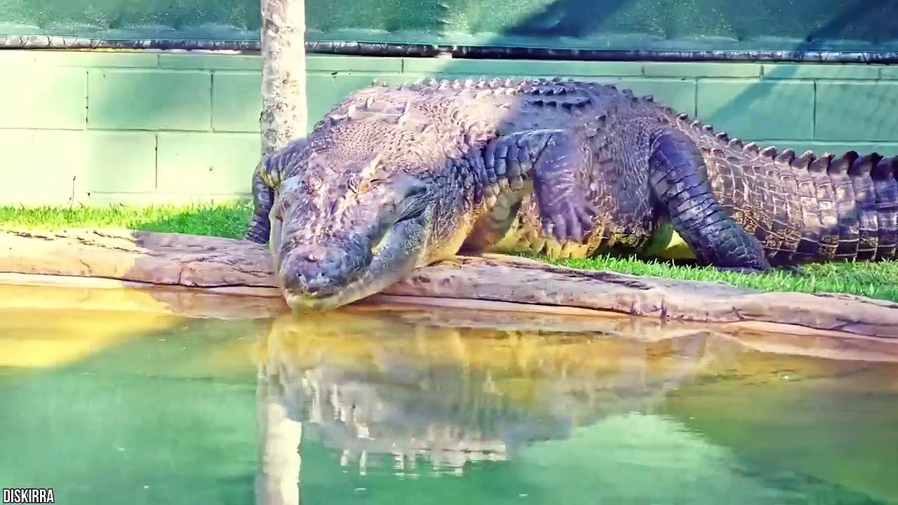 15 Abnormally Large Crocodiles That Actually Exist