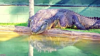 15 Abnormally Large Crocodiles That Actually Exist