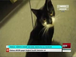 Ninja, cerita kasih sayang manusia & haiwan