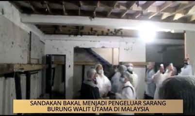 AWANI - Sabah: Sandakan bakal menjadi pengeluar sarang burung Walit utama di Malaysia