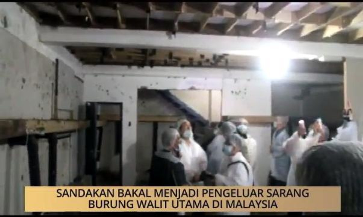 AWANI - Sabah: Sandakan bakal menjadi pengeluar sarang burung Walit utama di Malaysia