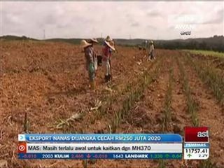 Eksport nanas dijangka cecah RM250 juta menjelang 2020