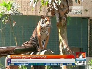 Harimau malaya hampir pupus