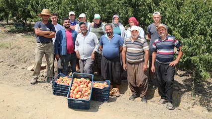 Mersin’de şeftali bilmecesi: Dalında 2, markette 15.90 TL