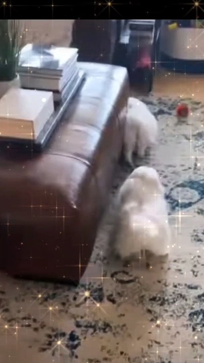 Funny Baby  Dancing Dog