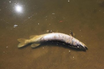 Polonya'nın Oder Nehri'nde ekolojik felaket