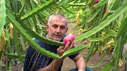 'Batarsın' diyenleri dinlemedi şimdi servet kazanıyor