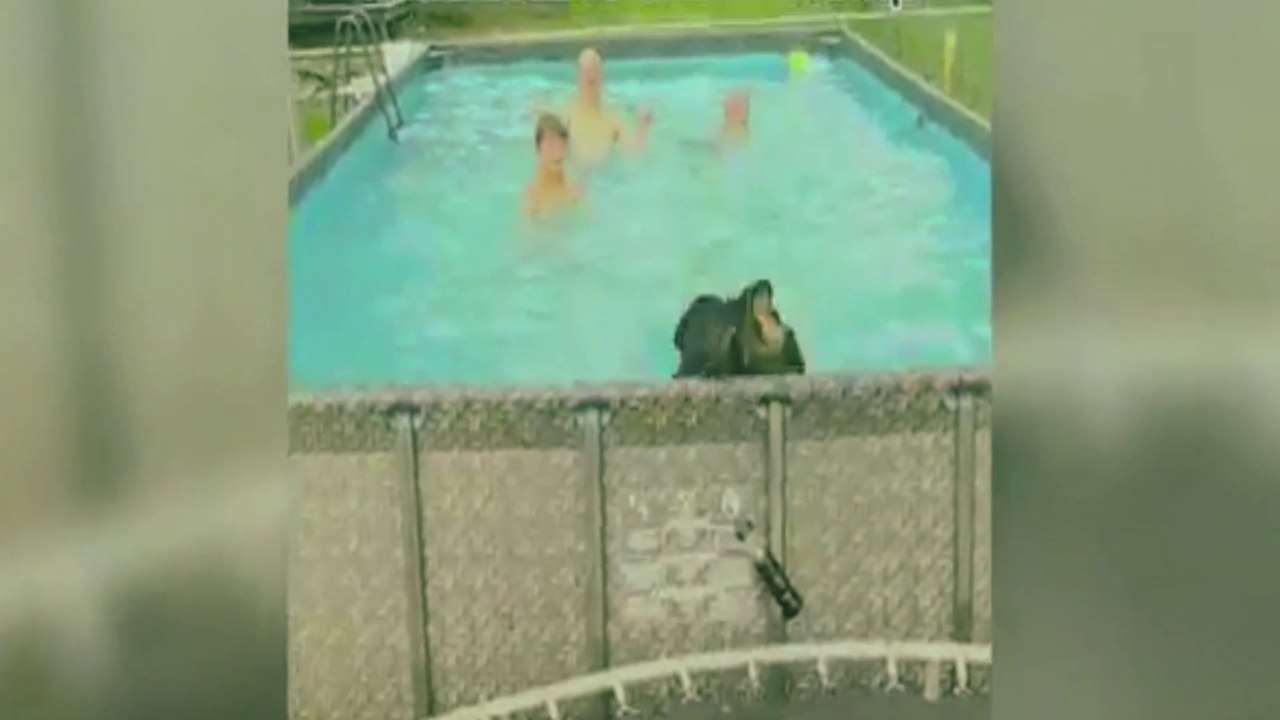 Funny Things About Animals Awesome Funny Animals' life Videos Awesome Animals Funny #Funnypets #funnydogs #cats