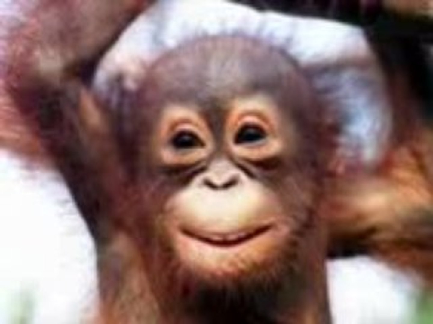 Singe Qui Chante Video Dailymotion