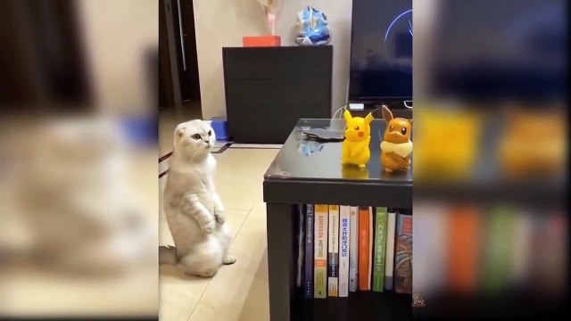 Baby Cats Cute and Funny Cat Videos Compilation Aww Animals funniest home video Ostrich Bird 2021