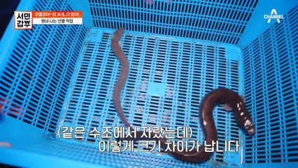 100% 수작업! 성장 속도가 다른 장어들을 일일이 선별하는 갑부