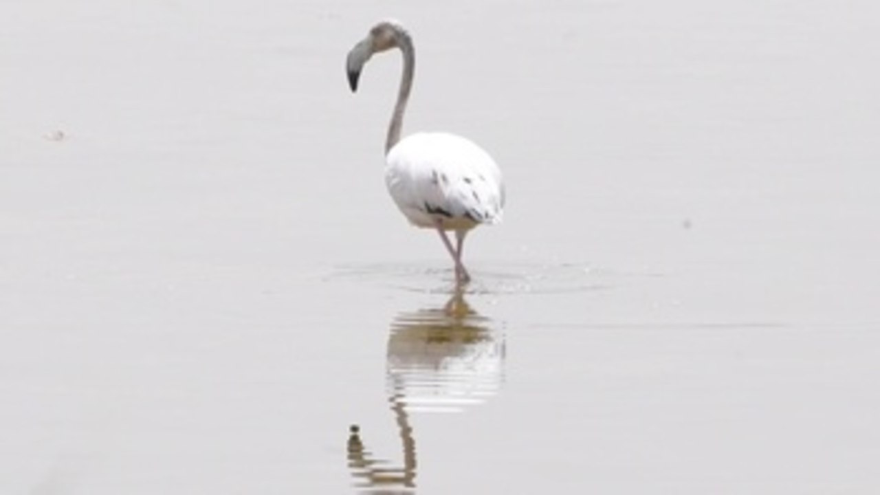 La "excepcional" recuperación de las Lagunas de Villafranca