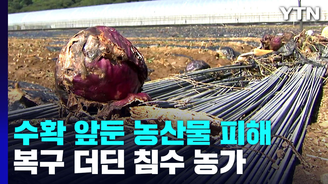 집중호우에 수확 앞둔 농산물 피해...복구 더딘 침수 농가 / YTN