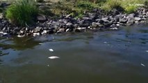 شاهد: نفوق آلاف الأسماك في نهر أودر بسبب النفايات الكيميائية
