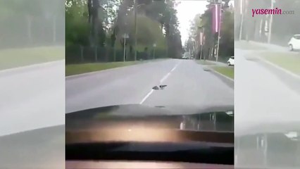 Yolun ortasında duran kirpiyi kenara çeken garga!