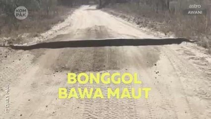 Kompak (Episod 351): Ku fikirkan bonggol, rupanya ular melintas jalan