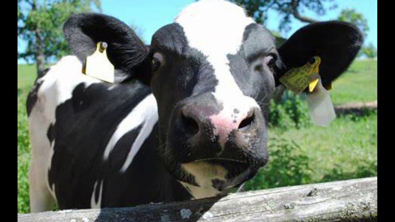 Mountain Man Rap Wayne McCarter and Robert Ownby