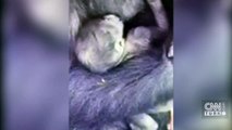 18 yıl aradan sonra ilk goril hayata 