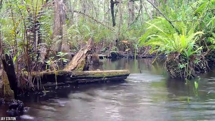 15 Animals That Returned From Being Extinct