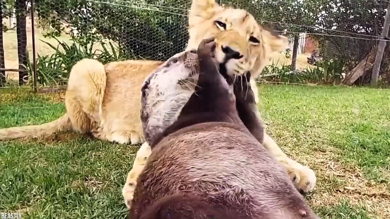 15 Times Predators SAVED Their Prey (2)
