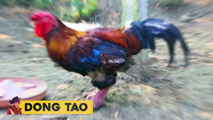 15 Roosters You Won’t Believe Actually Exist