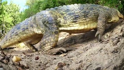 15 Best Animal Friendships in the World