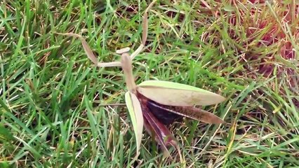 15 Times The Praying Mantis Destroyed Its Opponent