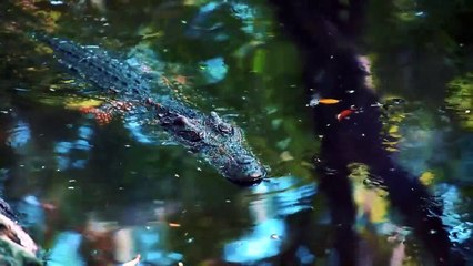 15 Times Wild Crocodile Attacks Caught On Camera