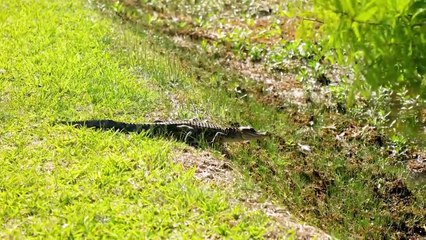 15 Animals That Could Defeat A Crocodile