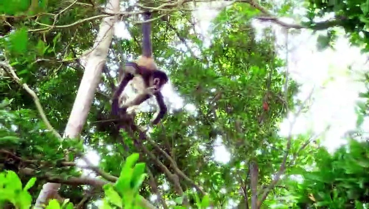 15 Animals With UNBELIEVABLE Athletic Abilities!