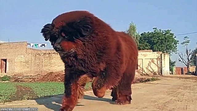 25 Biggest Creatures Ever Captured !